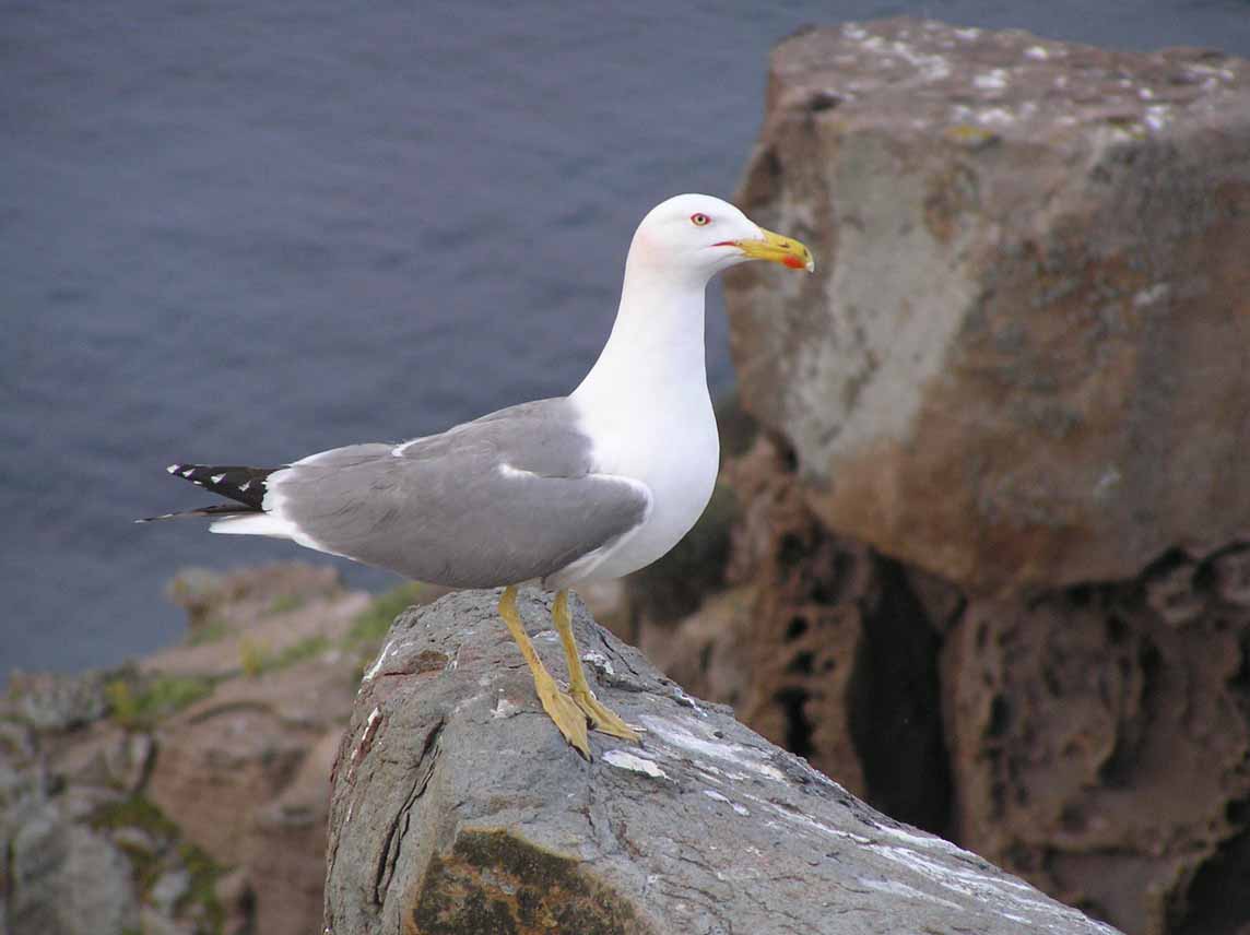 Larus sp.